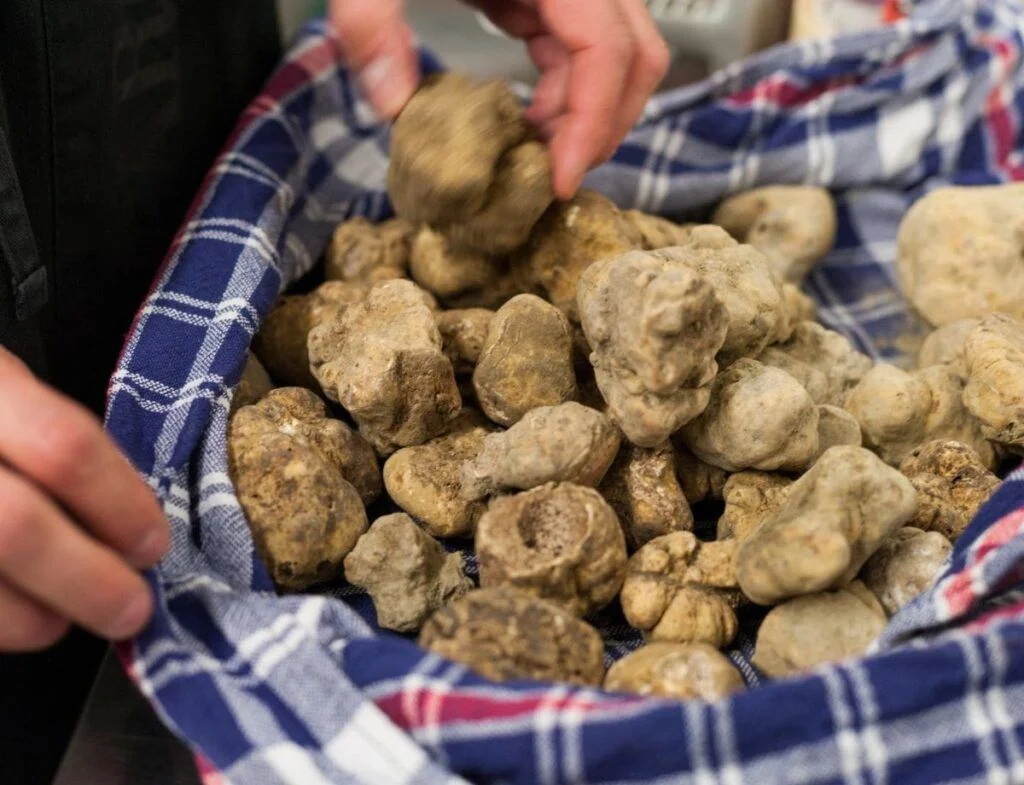 tartufo d'Alba